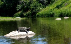 river turtle