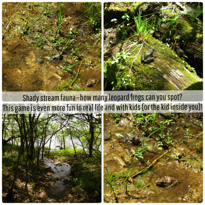 Frogs in stream collage