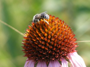 Bee on coneflower_prairie insect