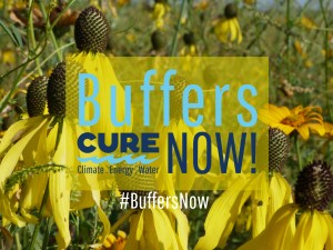 Buffers Now Graphic_native flowers_yellow 1
