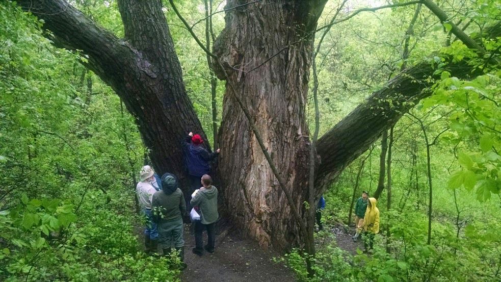 Discovering the wonders of Minnesota’s oldest cottonwood tree located near Lac qui Parle State Park.