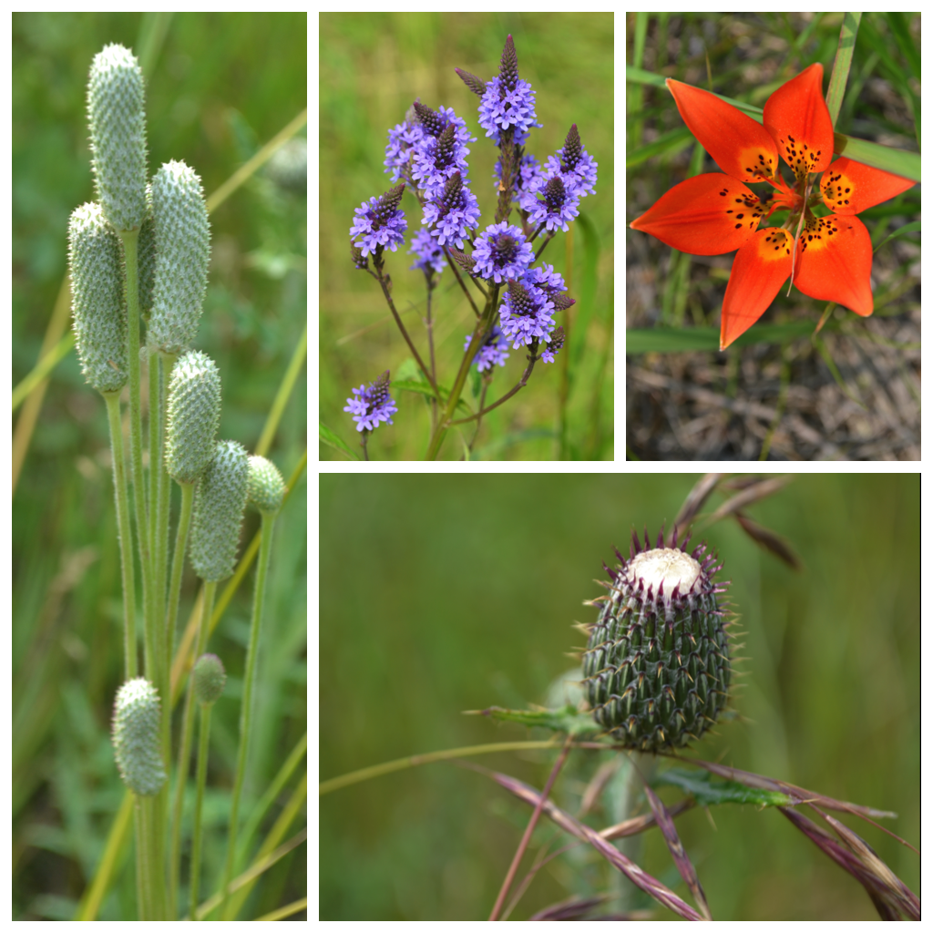 Thimbleweed after blooming (far left), Blue Vervain (top middle), Prairie Lily also called a Wood Lily (top right corner), and Swamp Thistle (bottom right).