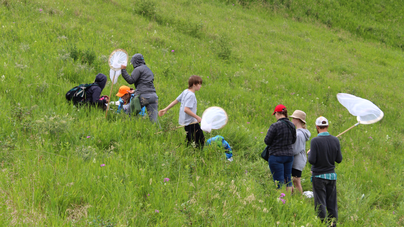 Kids with nets on a hillside