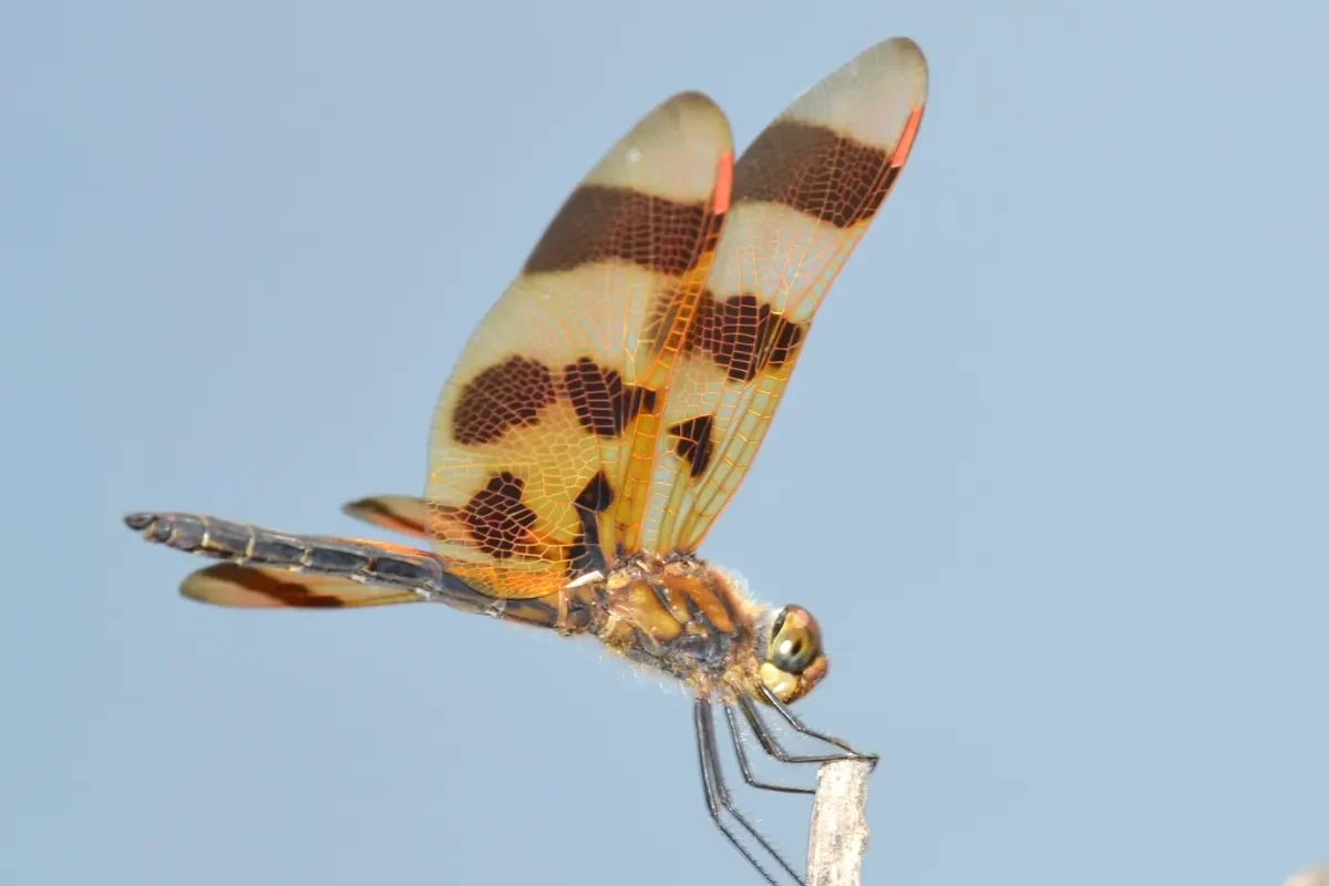 Dragonfly