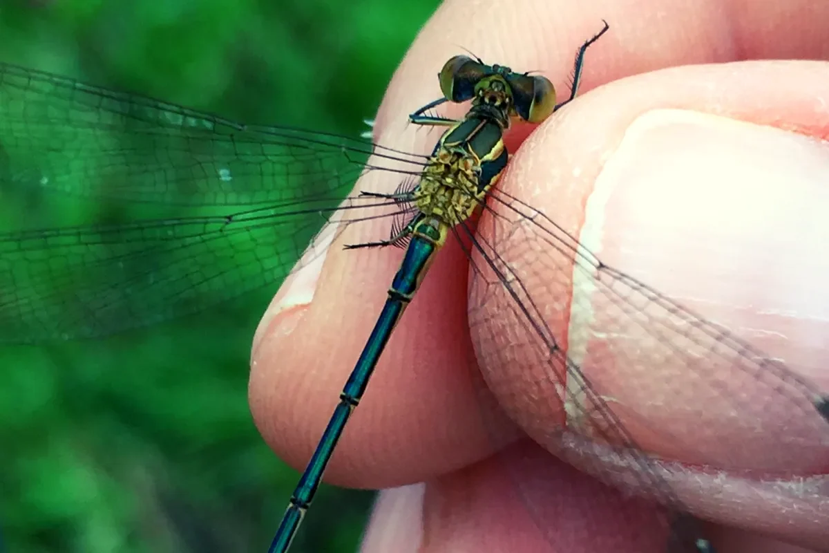 Damselfly between two fingers
