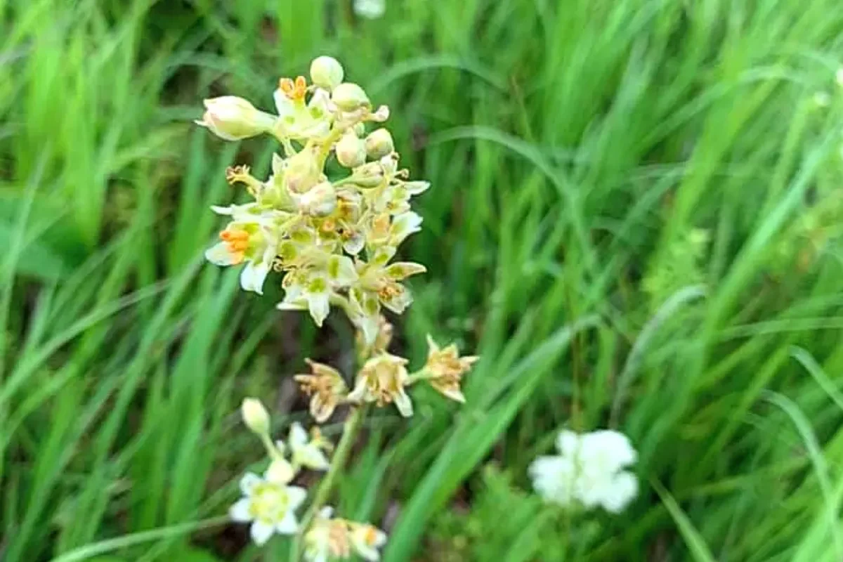Camas photo by Rhyan