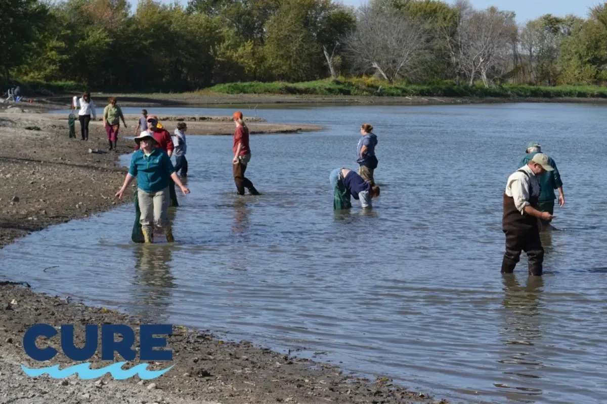 People Standing in water looking for mussels