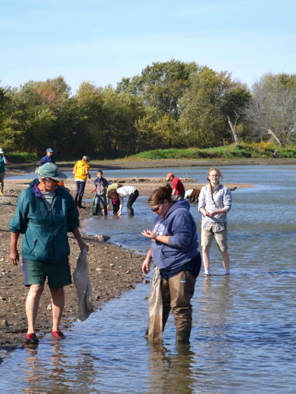 People standing in the Minnesota River and on the riverbank looking for freshwater mussels