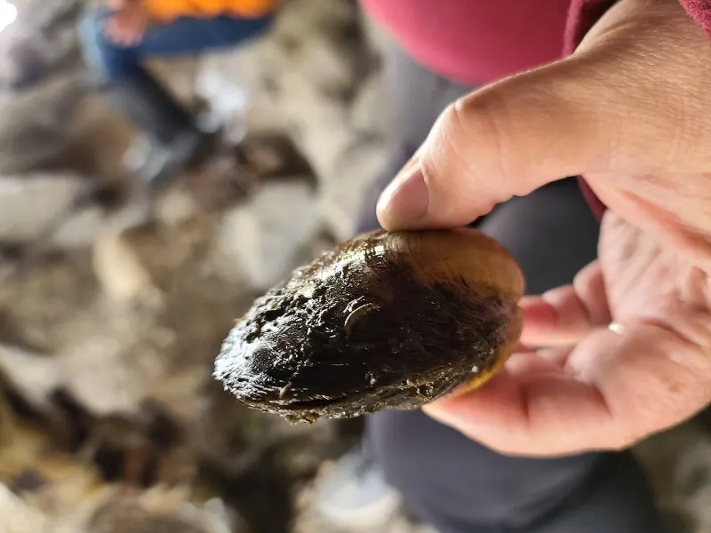Remnant mussel shells are home to many things - caddisflies casing seen here.