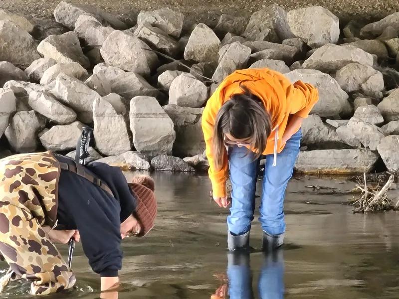 Searching under the bridge for live mussels.
