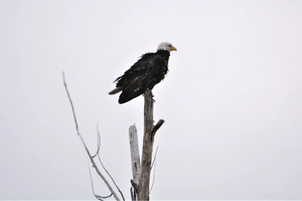 Bald Eagle Perched on a Dead Tree