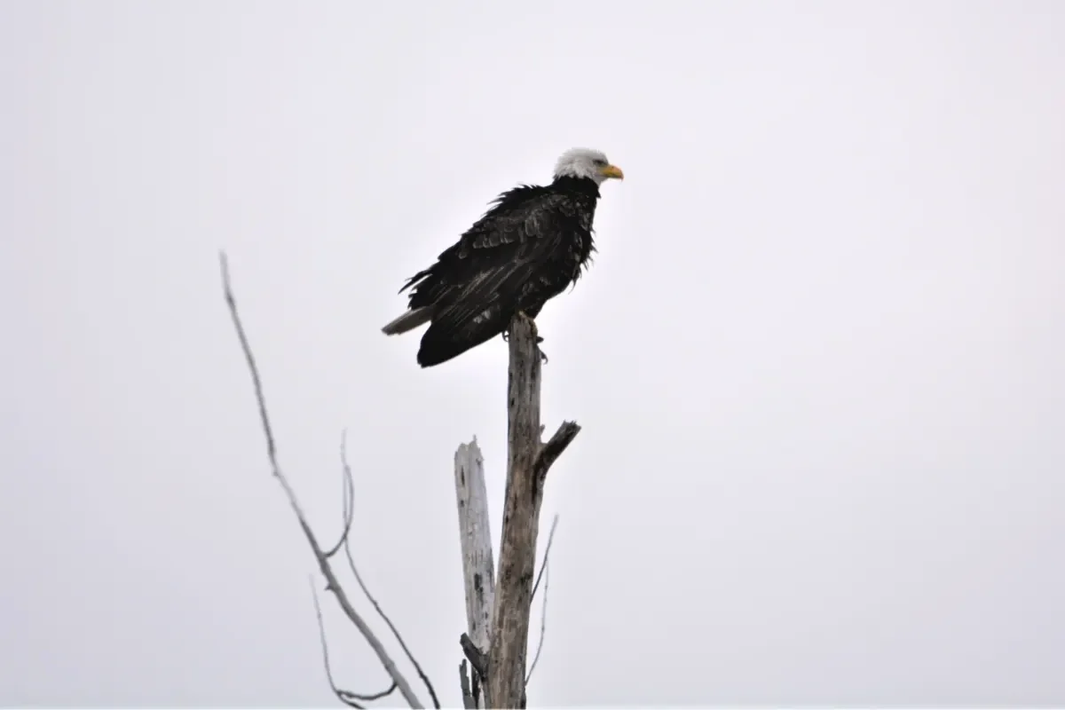 Bald Eagle Perched on a Dead Tree