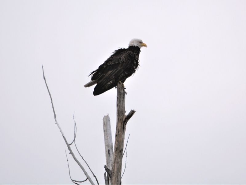 eagle perched on a dead tree