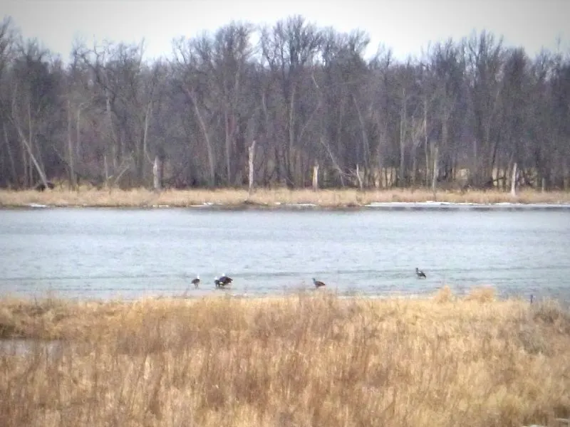 eagles in a wetland