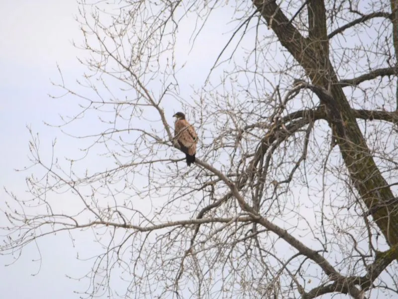eagle in a tree