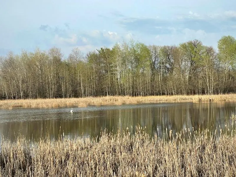 Wetlands near GRE's Cambridge station plant
