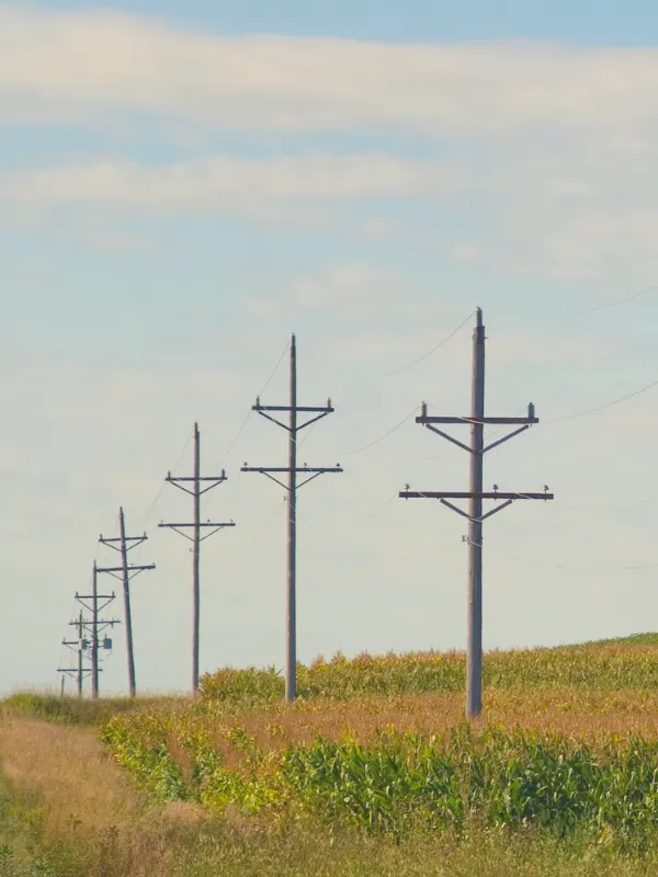 Powerlines crossing a corn field