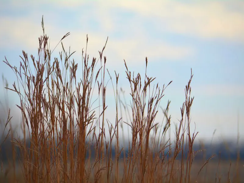 Big Bluestem Grass