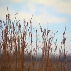 Big Bluse Stem Grass