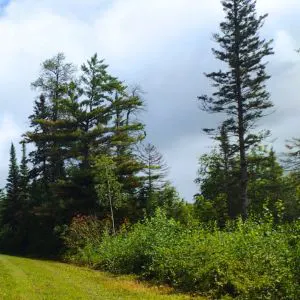 forest