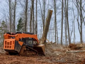 logging skidsteer clearing trees