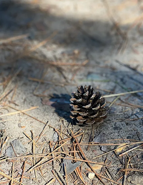 Pine cone on a sandy path