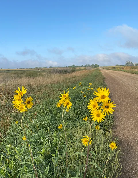 Sunflowers in a ditch on a gravel road