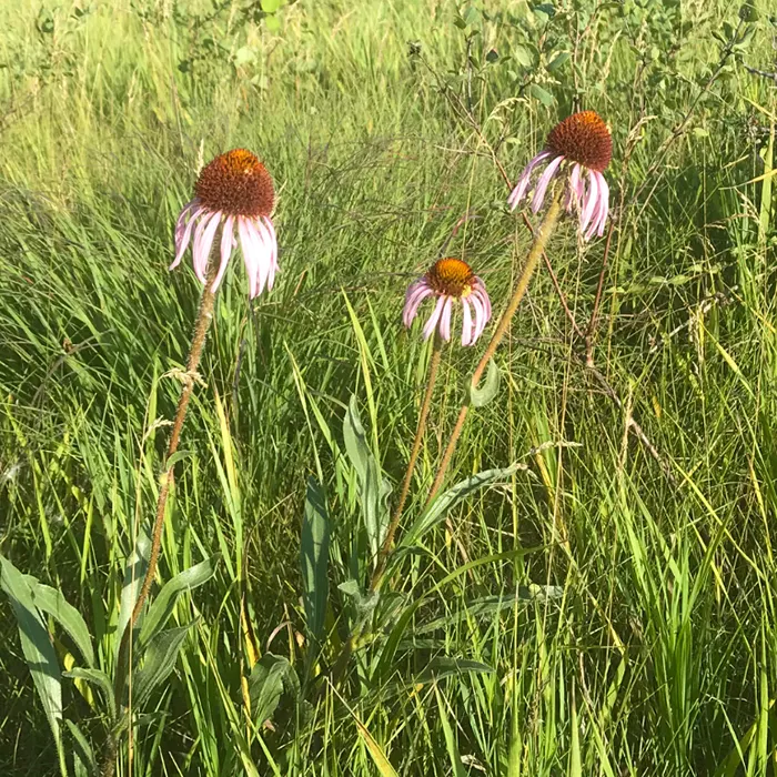 Coneflowers blooming on the Prairie