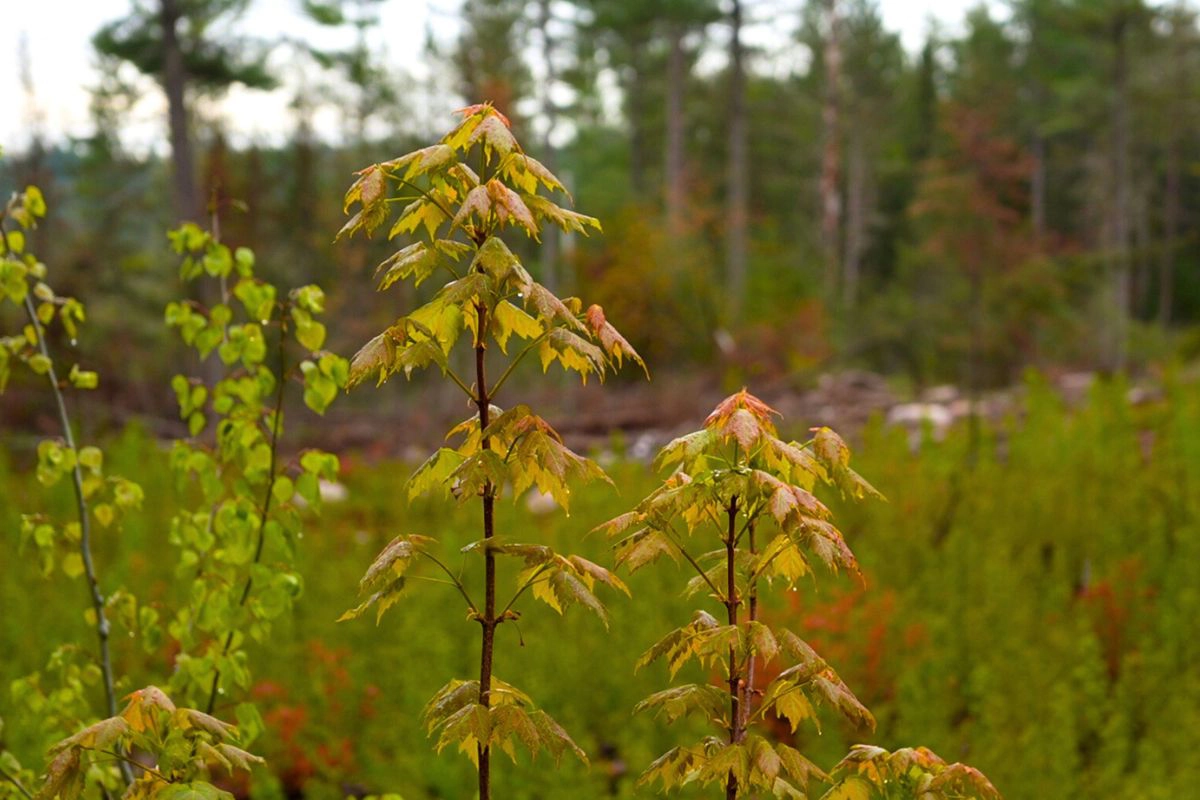 Maple Saplings in a Wooded Area