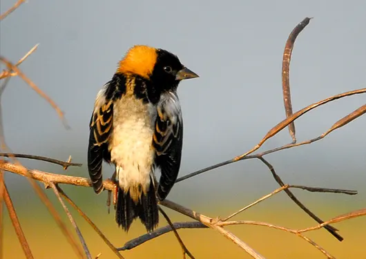 Bobolink perched on a prairie plant