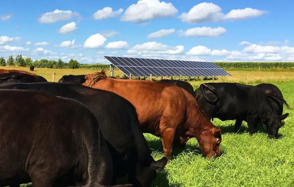 Cows grazing in front of solar panels in a pasture