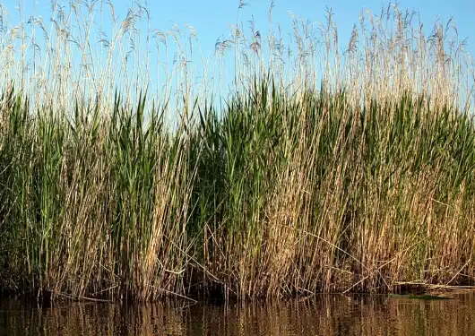 Wild Rice