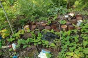 Rusty paint cans in brush in the Minnesota north woods