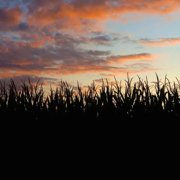 Corn Field Silhouetted at Sunset