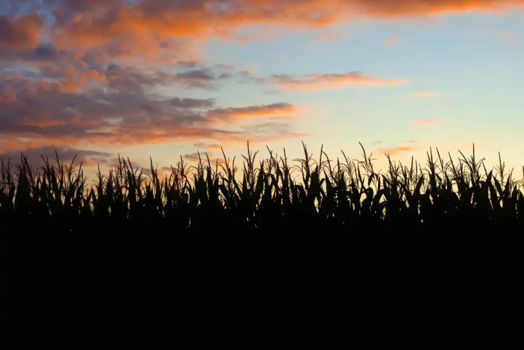 corn field at sunset