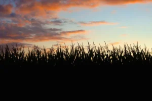 corn field at sunset