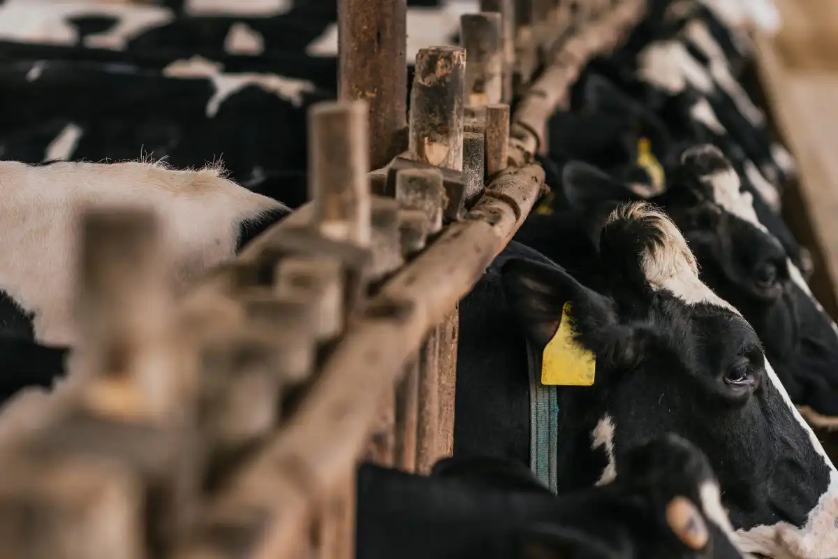 holstein cows in a barn