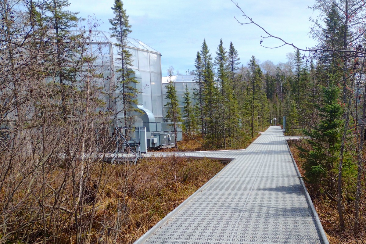 marcell experimental forest