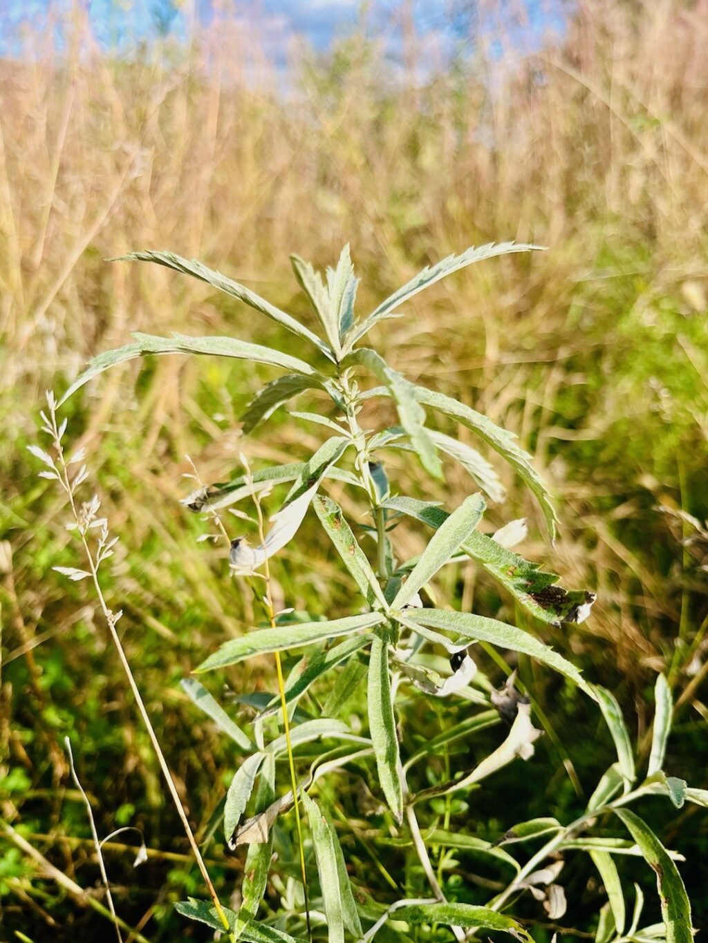 Instagram post from cure_mn. This post is in position 3.